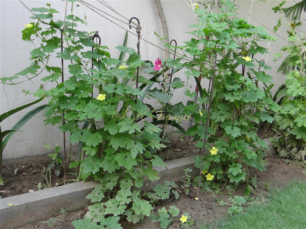  Plants